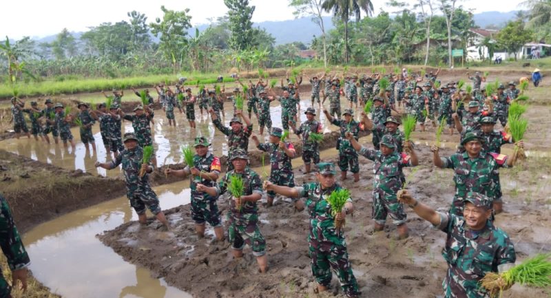 Ratusan Babinsa Kodim Banyumas Menanam Padi pada Launching Kompi Produksi Ketahanan Pangan